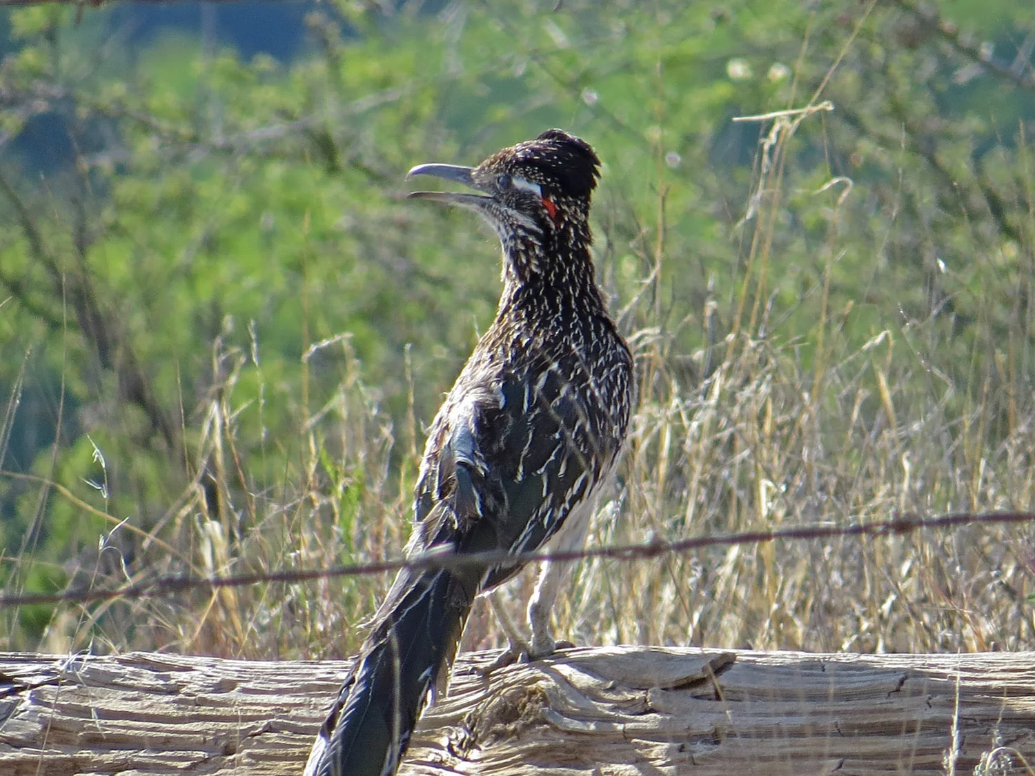 洋楽 Road Runner Click Roadrunner making its clacking sound - YouTube